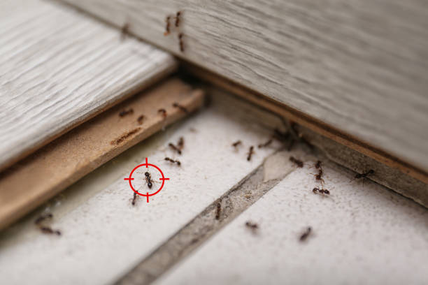 Best Affordable Exterminators  in Lincoln, IL
